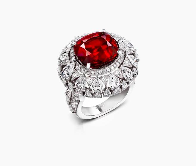El anillo cardinalis, 2020